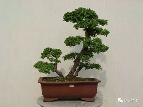 雀梅下山桩怎么养护,从生根到茁壮成长
