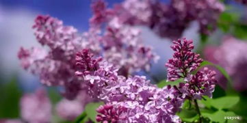 丁香花怎么养养,绽放春意的小窍门