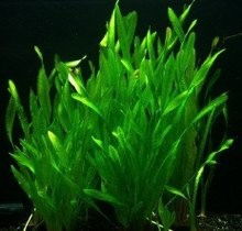 幸运草水草怎么养,轻松培育美丽水生植物