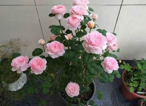 干月季花是什么,探寻干月季花的独特魅力与养护之道