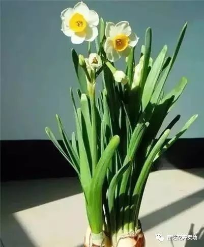 水仙花如何育球,水仙花育球技巧解析