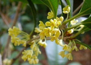 桂花对应的花语是什么,寓意吉祥——探寻桂花花语之美