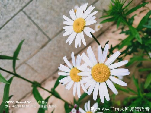 雏菊花怎么养,从播种到绽放的美丽旅程