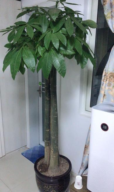 发财树是什么树,发财树的起源、特性与风水寓意