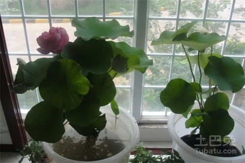 怎么种植水莲花