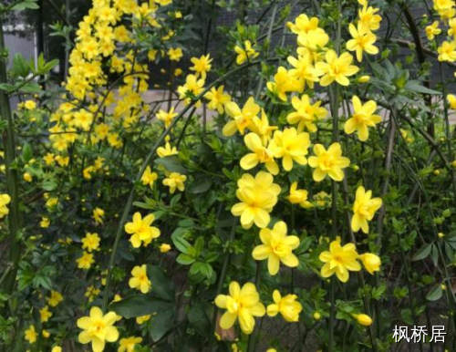 迎春花花在哪个季节开,迎春花绽放的季节之谜