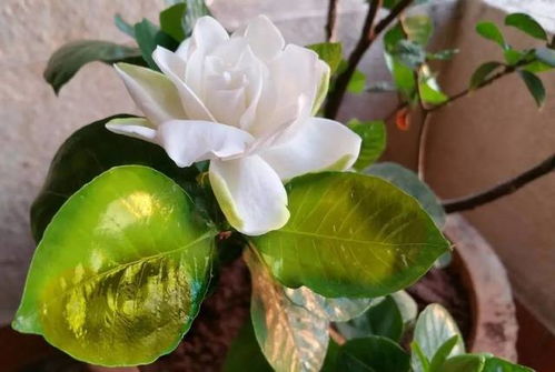 枝子花怎么养,从土壤到光照，全方位解析养花技巧”