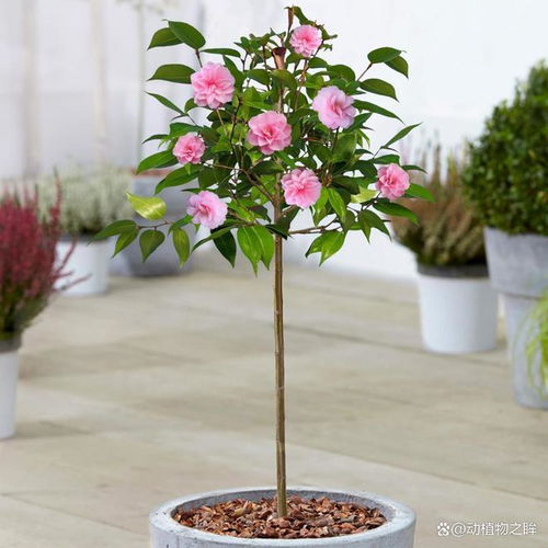 山茶花施什么肥,科学施肥,助力繁花似锦