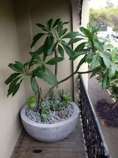 鸡蛋花用什么土栽,土壤选择与养护技巧
