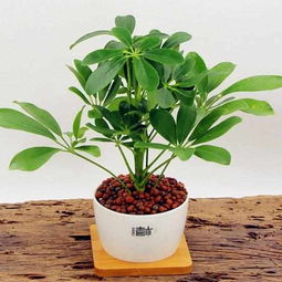 盆栽黄色康乃罄怎么养,养护指南，绽放夏日阳光之美