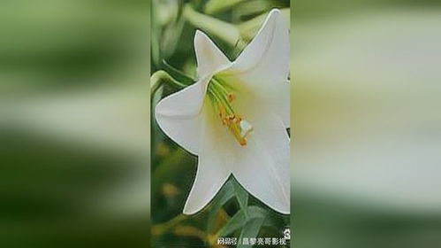 百合应该怎么养,从种植到绽放的全程指南