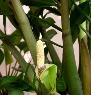 金钱树开花是什么预兆,揭秘好运、财富与生命的象征预兆