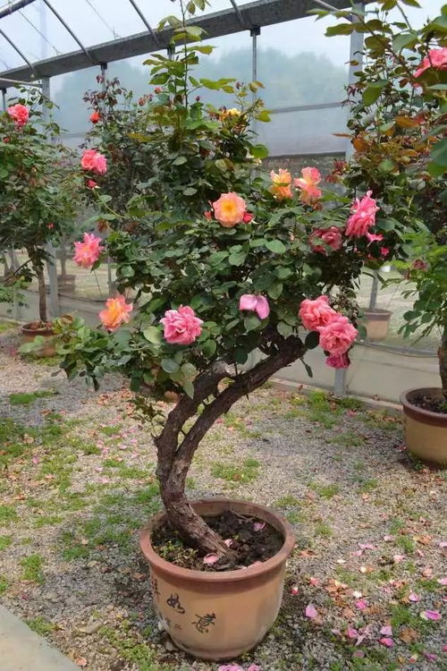 红色月季东北能种植吗图片
