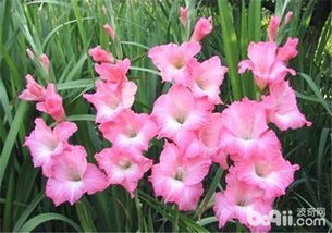 唐菖蒲属于什么花材,绽放于花坛的华丽舞者