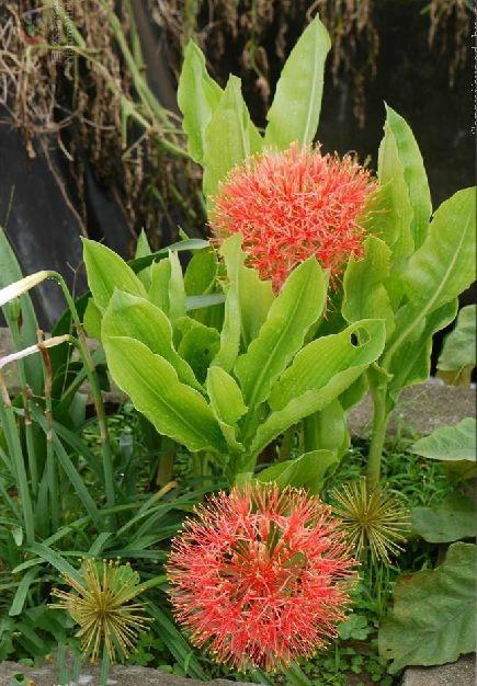 哪些植物属于花卉,花卉植物分类与鉴赏概述