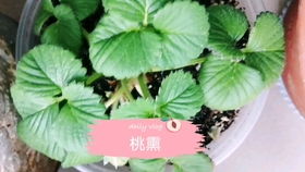 水培草莓水温多少度