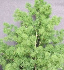 蓬莱松摆什么方向好,如何选择最佳方向提升家居风水