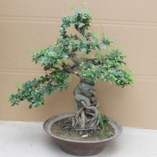 小叶榆树盆景怎么养,打造家居绿意盎然的艺术品