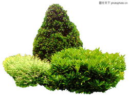 灌木类植物有哪些,灌木类植物品种概览