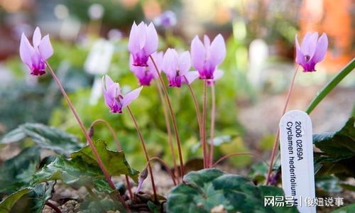 仙客来怎么度过夏天,轻松度过炎炎夏日