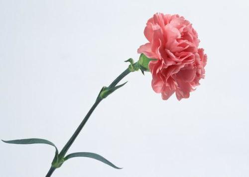 康乃馨可以自己生根吗怎么养,轻松掌握生根技巧