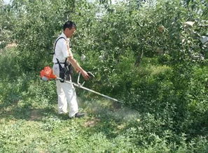 榆树什么时间移栽最好