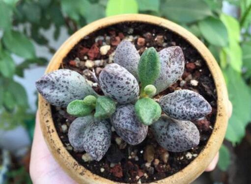 多肉长红蜘蛛怎么办,有效应对与预防措施