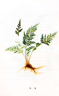 孔雀植物特点是什么,色彩斑斓的自然艺术品