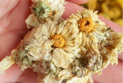 菊花的特点象征着什么