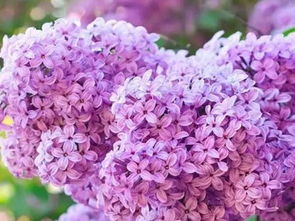 盆栽丁香花怎么种植,打造家中芬芳小景