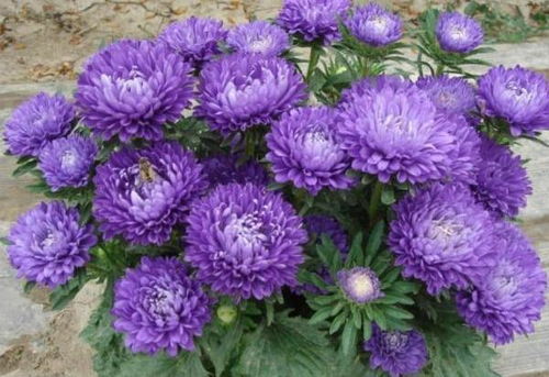 翠菊什么季节种植