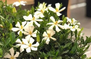 栀子花能与什么嫁接,探索与奇花异木的完美融合