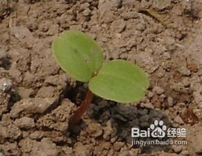 凤仙花需要多少土壤,土壤需求与培育技巧解析