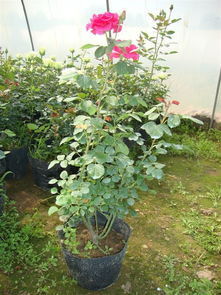 玫瑰花树苗康乃馨怎么养,康乃馨的养护与成长之道