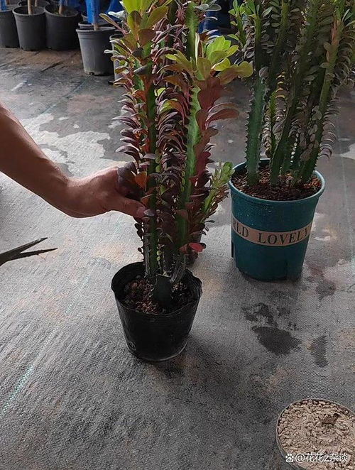 龙骨如何扦插,龙骨植物扦插繁殖技术解析