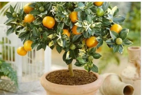 盆栽番石榴怎么剪枝,塑造优美树形，促进健康生长