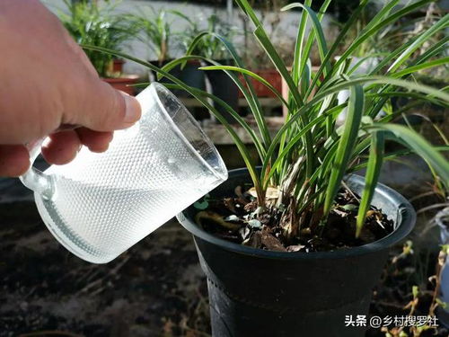 兰花怎么浇水,掌握浇水艺术,养出娇艳兰花