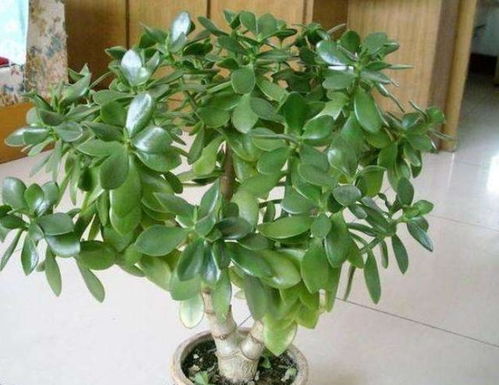 燕子掌什么时候开花,探寻植物之美