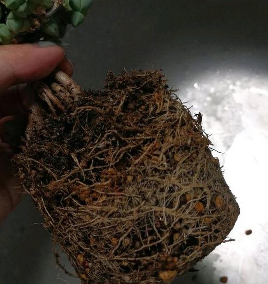 鹿角海棠换盆后多久浇水,鹿角海棠换盆后浇水时间指南