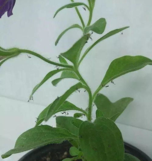 盆栽有小飞虫怎么办,防治与清除攻略