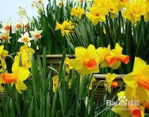 水仙花怎么养,从生根到绽放