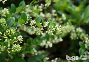 种植米兰用什么土,优选土壤种植攻略