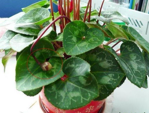 仙客来怎么授粉,繁花似锦的秘密