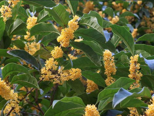 桂花什么季节开,桂花香飘万里”