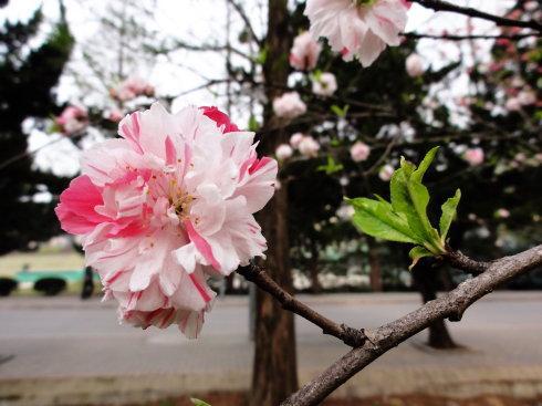 桃花是什么样子的,探寻春日里的浪漫色彩