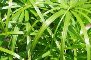 水竹怎么养不活,揭秘养不活的原因及解决方案