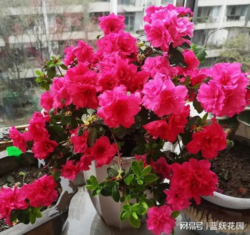 杜鹃花怎么浇水,掌握浇水技巧,让花朵绽放如画
