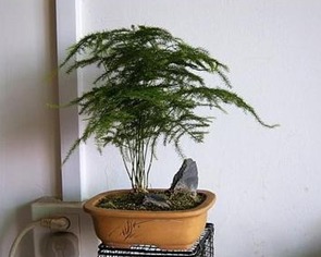 植物文竹怎么养殖方法,打造室内绿色空间的秘诀