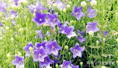 如何种植桔梗,从选种到收获的实用指南