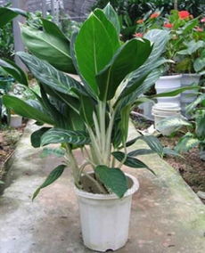 凤梨植物怎么施肥,营养均衡促生长